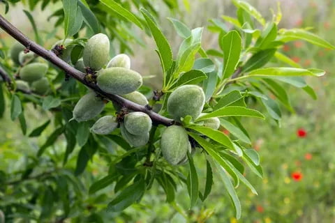 تصویر 3 از خرید و قیمت انواع بادام درختی نارس